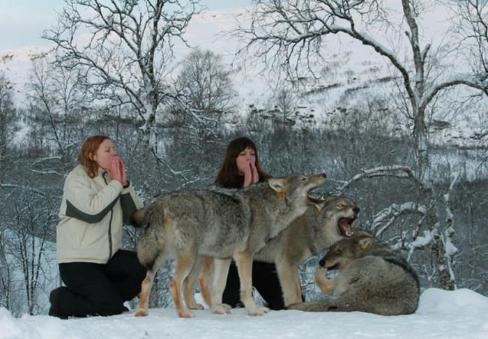 Посетители вместе с волками в Полярном Парке Норвегии.