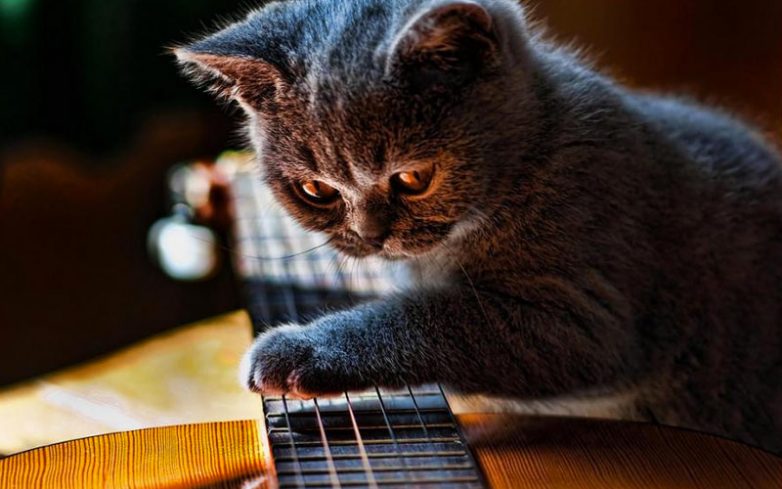 Как использовать котов в хозяйстве) Как использовать котов в хозяйстве)