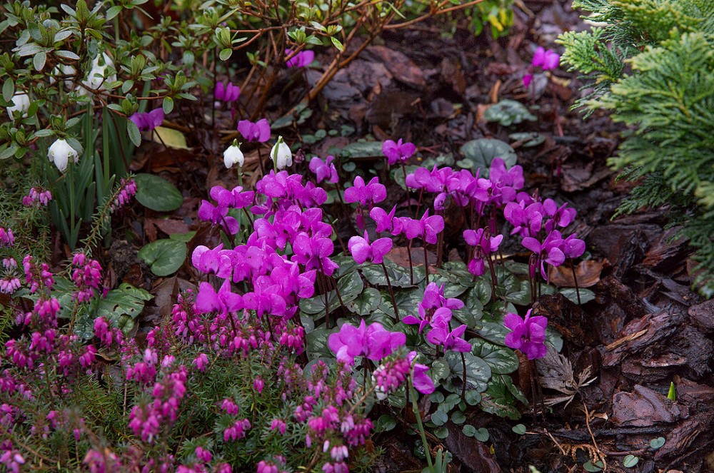 Four Seasons Garden