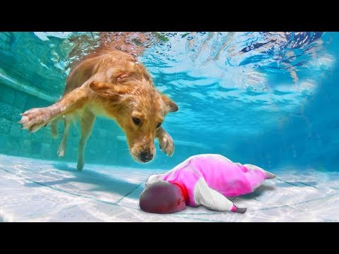 Собаки спасают детей