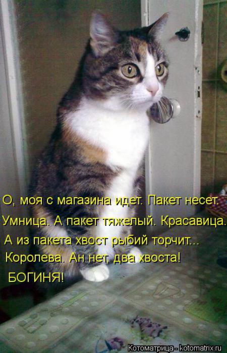 Котоматрицы (картинки с надписями)