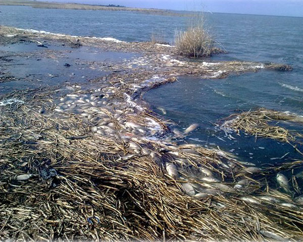 можно ли употреблять в пищу рыбу больную краснухой. Смотреть фото можно ли употреблять в пищу рыбу больную краснухой. Смотреть картинку можно ли употреблять в пищу рыбу больную краснухой. Картинка про можно ли употреблять в пищу рыбу больную краснухой. Фото можно ли употреблять в пищу рыбу больную краснухой