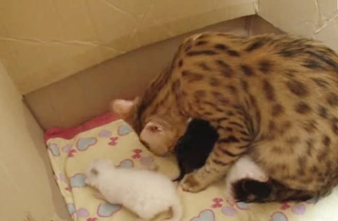 Котята и кошка в коробке Кошка с котятами