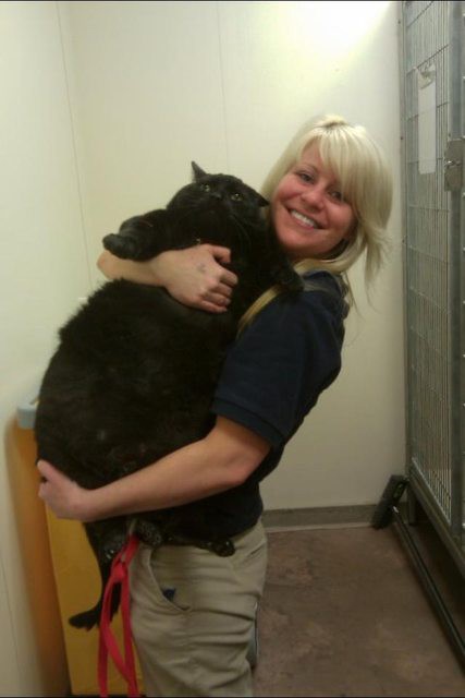 4. Такой тушке сложно удобно устроиться на руках! животные, коты, милота, огромные коты