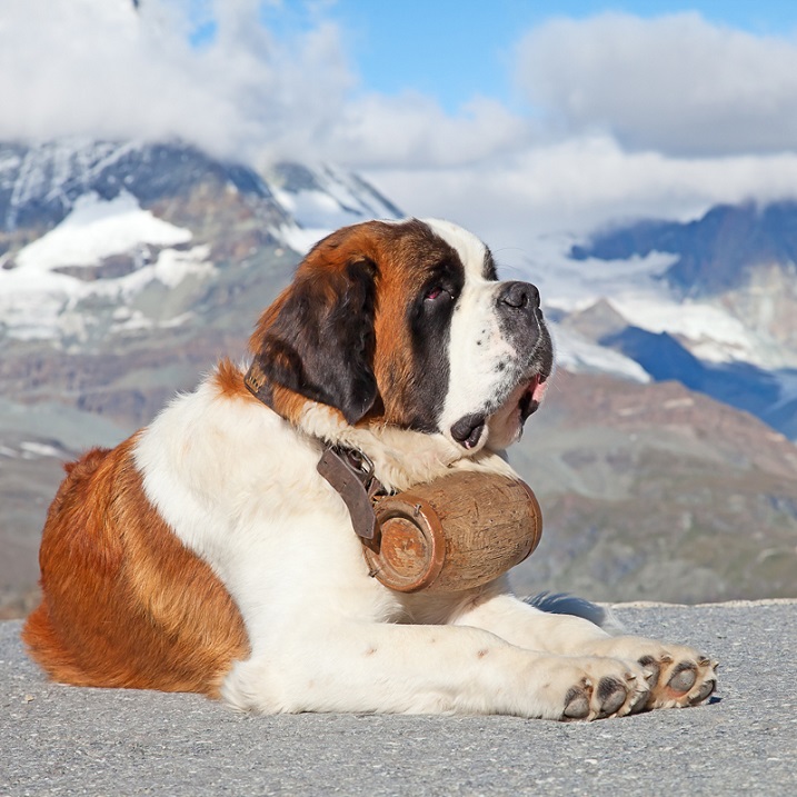 гигантские породы собак: Сенбернар. фото