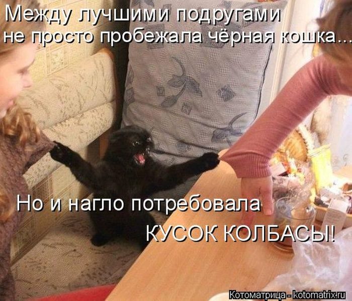 Лучшие котоматрицы недели