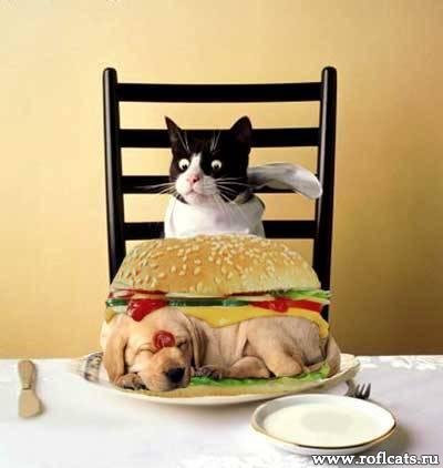 1253298442_www.roflcats.ru-55.jpg 1253298442_www.roflcats.ru-55.jpg
