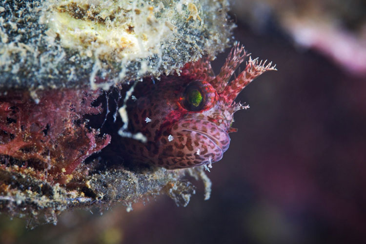 подводный мир