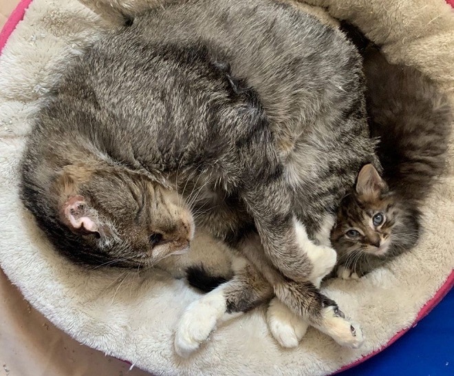 Котенок с котом Кот и котенок