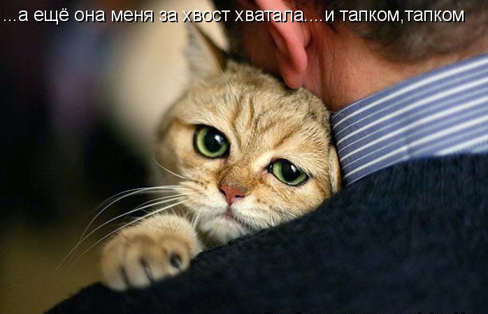 КОТЭ как есть КОТЭ