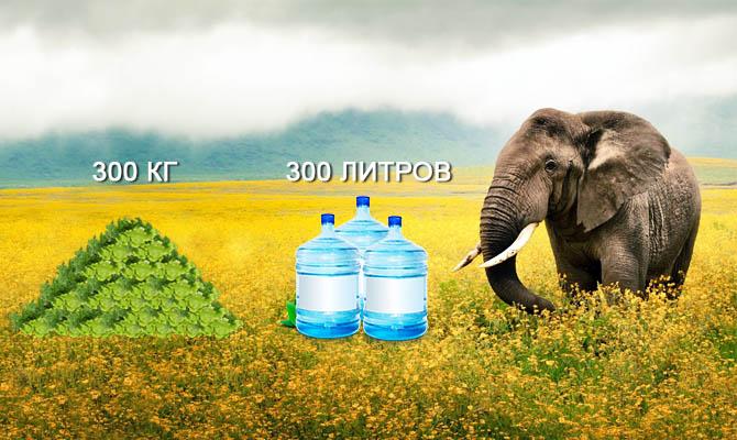 Еда слона - Зелень - Вода - Слон ест - Интересные факты о слонах Интересные факты о слонах