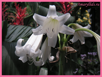 Кринум гибридный белый (Crinum x White Queen)