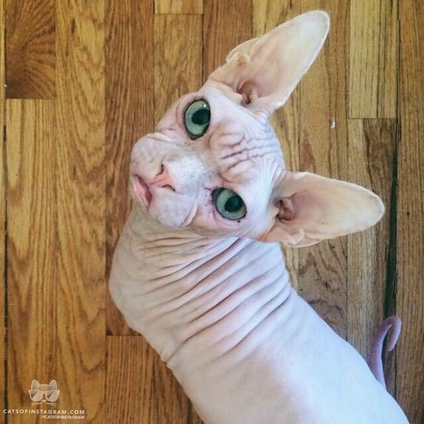 Котейки