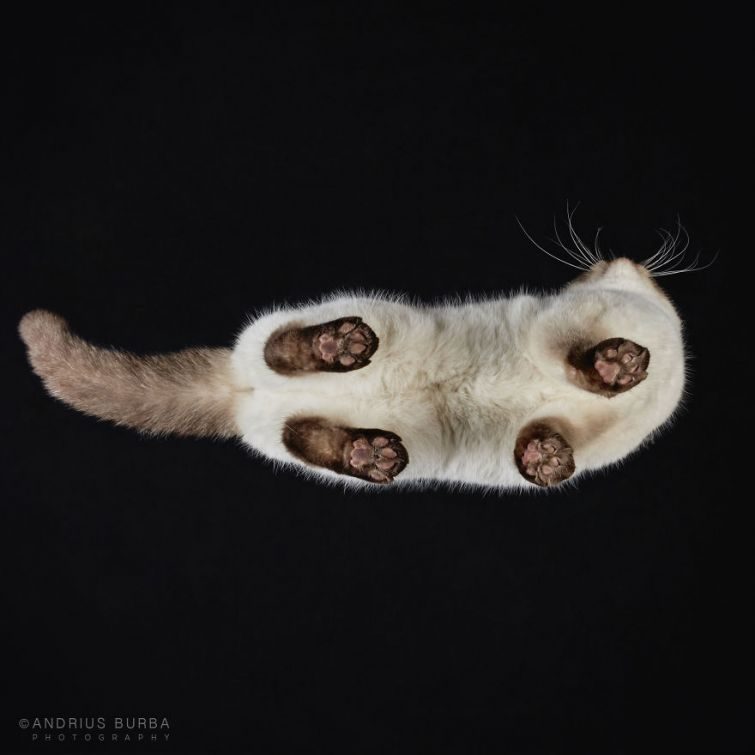 Обратная сторона кота Обратная сторона кота