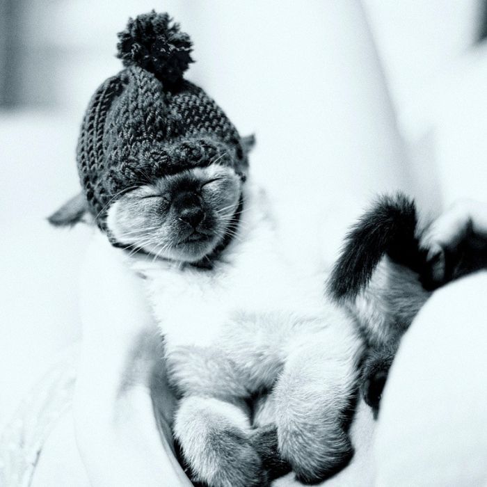 Смешные и просто красивые фотографии кошек (136 фото)