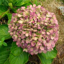 Гортензия крупнолистная (Hydrangea macrophylla)