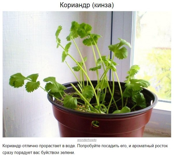 8 овощей, которые можно купить один раз, а потом выращивать всегда 8 овощей, которые можно купить один раз, а потом выращивать всегда