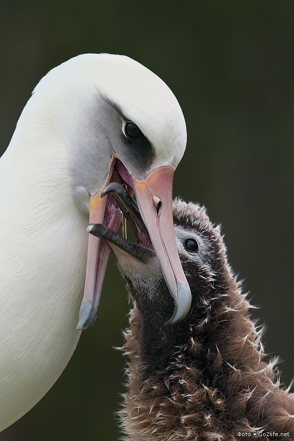 Альбатрос кормит птенца