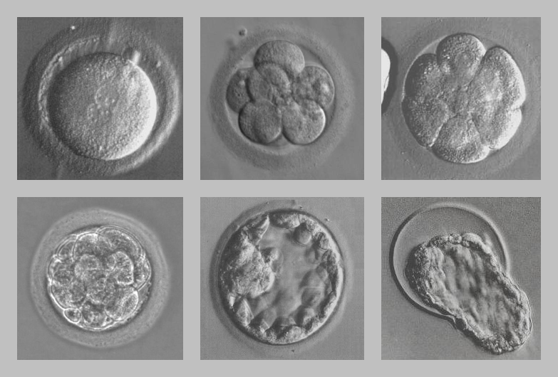Эмбрионы в мышином глазу наука, ученые, эксперимент, эмбрион