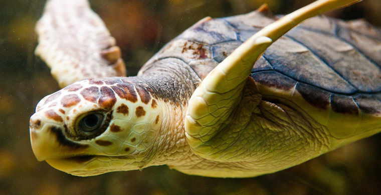 Редкие животные России