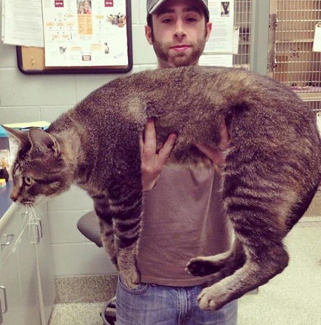 15 больших котов, которые не сомневаются в своей крутости огромные коты, фото