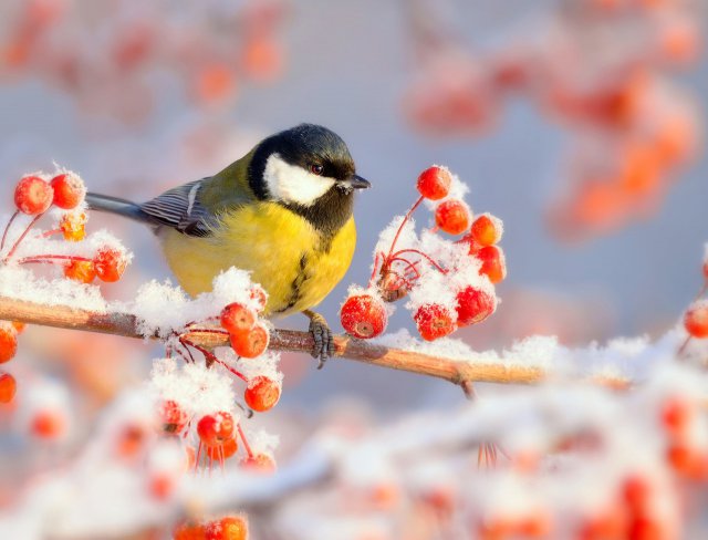 Неотразимые животные (55 фото)