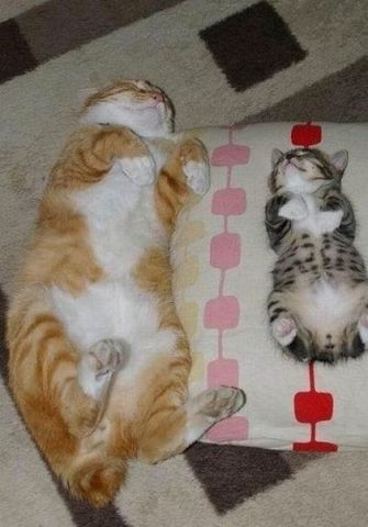 Как спят коты и кошки Как спят коты и кошки...