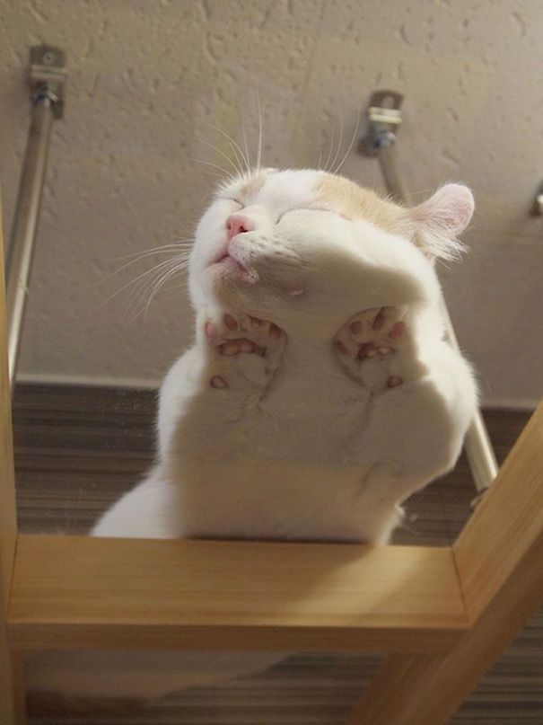 20 спящих котят, которые постигли науку сна в совершенстве спящие котята, котята спят