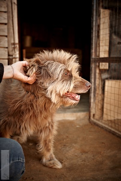 Реальность сложного, но приятного хобби. Я владелец приюта......