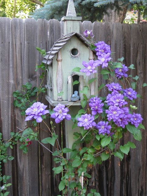 Clematis....to grow up a bird house. Beautiful.: 