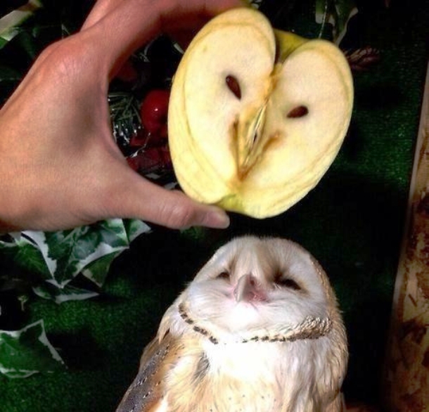 www.thepoke.co_.uk-cute-animal-pictures-owl-looks-like-apple