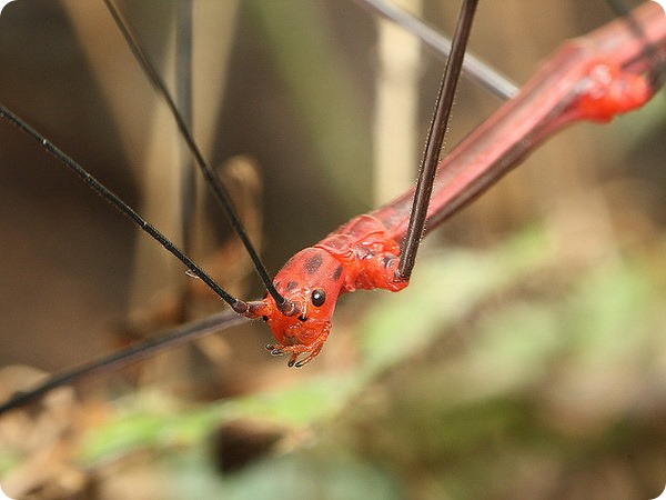 Перуанский папоротниковый палочник (лат. Oreophoetes peruana)
