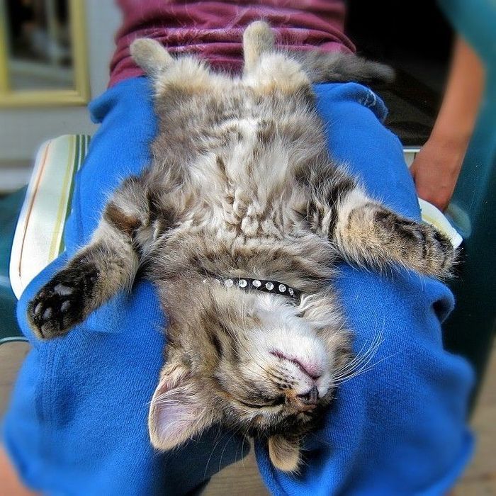 Смешные и просто красивые фотографии кошек (136 фото)