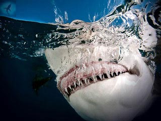белая акула нападает