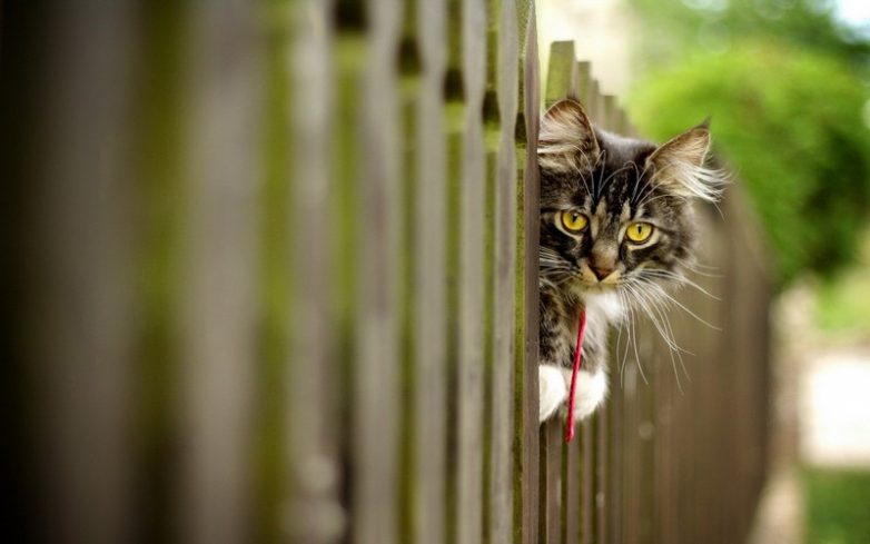 Как использовать котов в хозяйстве) Как использовать котов в хозяйстве)