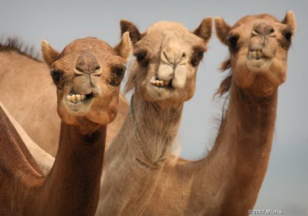 Прикольные животные, которых не плохо кормят животные, коты, прикол, юмор