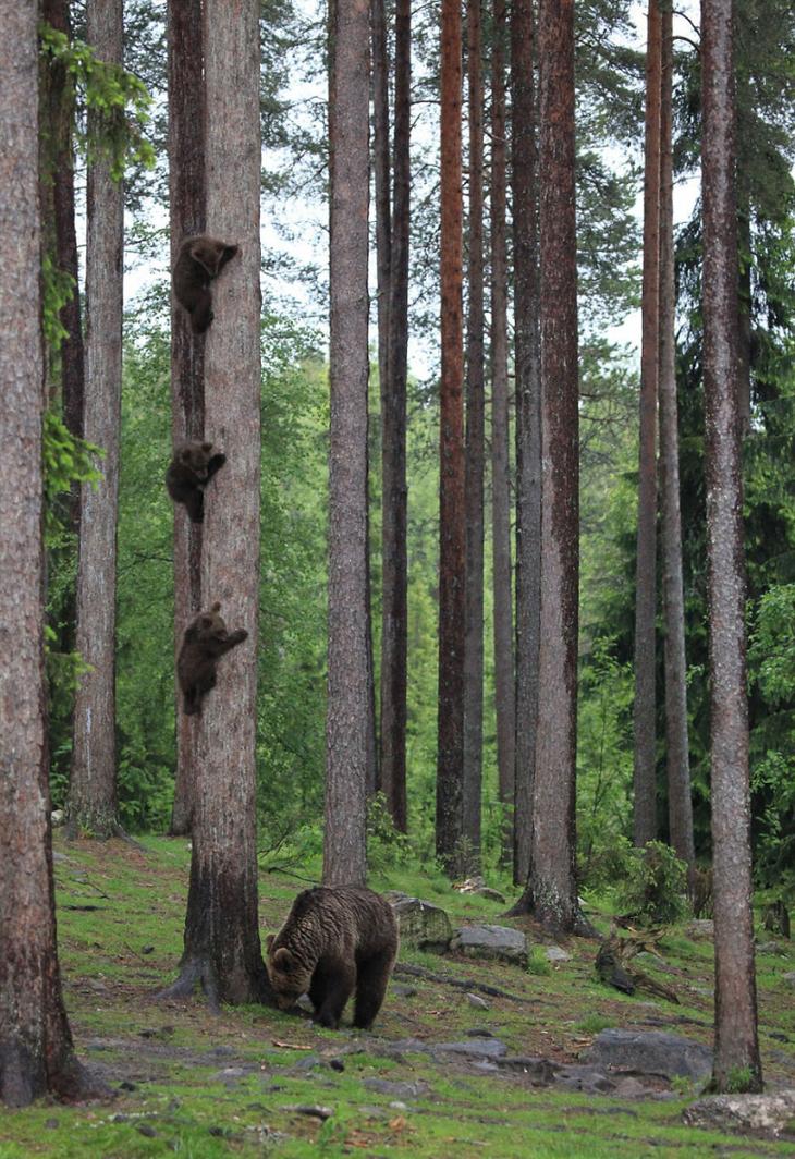 Самые смешные фотографии дикой природы 2018, Comedy Wildlife Photo Awards