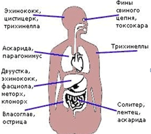 паразиты вызывающие запах изо рта паразиты вызывающие запах изо рта