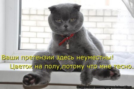 О чем думают коты? Знают только они... демотиваторы, животные, коты, прикол, юмор