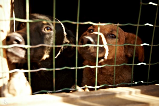 Реальность сложного, но приятного хобби. Я владелец приюта......