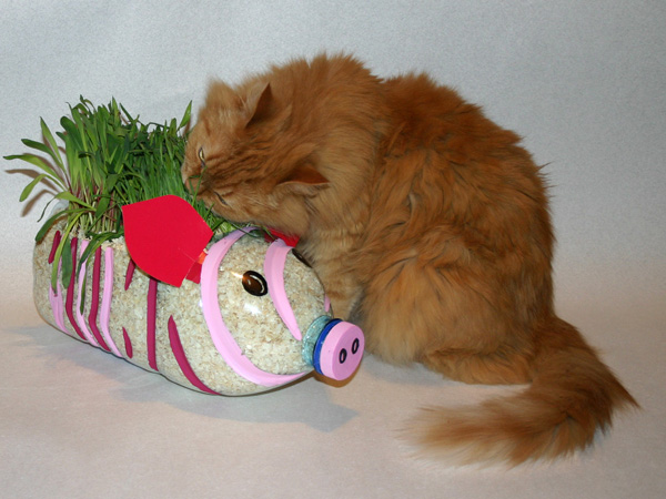 Кошачья клумба