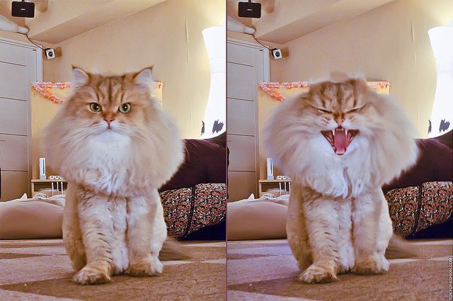 Кот-кобра животные, коты, прикол, юмор
