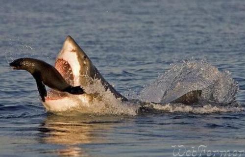 Ученые находят сходство в поведении большой белой акулы и серийных убийц