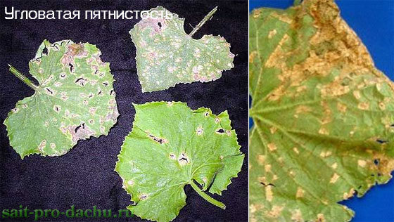 bolesni-ogurcov2-6 (560x316, 67Kb)