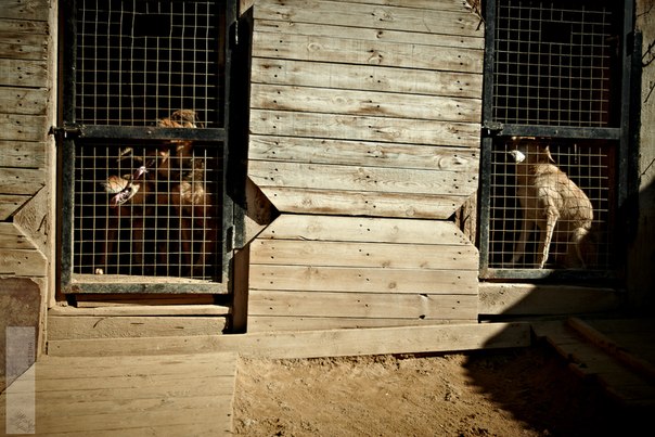 Реальность сложного, но приятного хобби. Я владелец приюта......