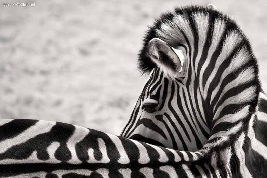 Изящество африканской зебры