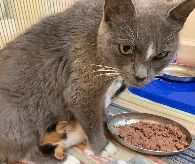Кошка и еда Кошка ест