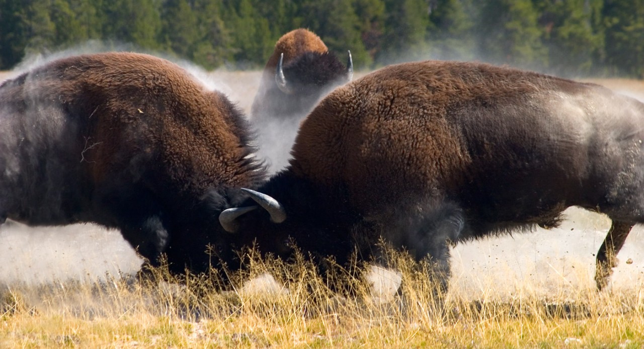 2-bison-rut-fighting