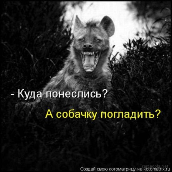 Котоматрица 18