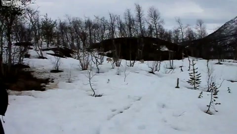 И волки помнят добро И волки помнят добро